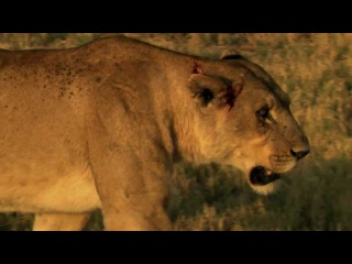 last lions (2011)